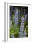 USA, Colorado, Gunnison National Forest. Lupine flowers in San Juan Mountains.-Jaynes Gallery-Framed Photographic Print