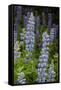 USA, Colorado, Gunnison National Forest. Lupine flowers in San Juan Mountains.-Jaynes Gallery-Framed Stretched Canvas