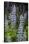 USA, Colorado, Gunnison National Forest. Lupine flowers in San Juan Mountains.-Jaynes Gallery-Stretched Canvas