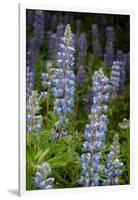 USA, Colorado, Gunnison National Forest. Lupine flowers in San Juan Mountains.-Jaynes Gallery-Framed Photographic Print