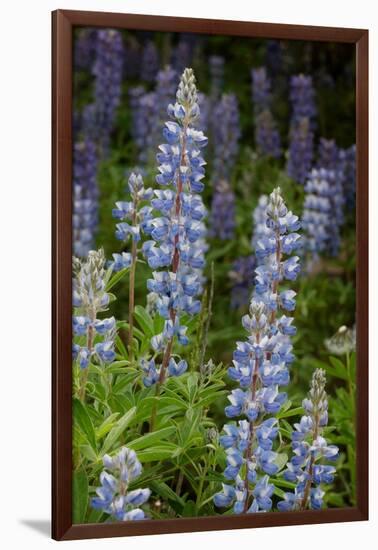 USA, Colorado, Gunnison National Forest. Lupine flowers in San Juan Mountains.-Jaynes Gallery-Framed Photographic Print