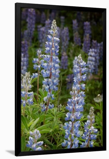 USA, Colorado, Gunnison National Forest. Lupine flowers in San Juan Mountains.-Jaynes Gallery-Framed Photographic Print