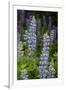 USA, Colorado, Gunnison National Forest. Lupine flowers in San Juan Mountains.-Jaynes Gallery-Framed Premium Photographic Print