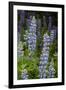 USA, Colorado, Gunnison National Forest. Lupine flowers in San Juan Mountains.-Jaynes Gallery-Framed Premium Photographic Print
