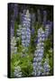 USA, Colorado, Gunnison National Forest. Lupine flowers in San Juan Mountains.-Jaynes Gallery-Framed Stretched Canvas