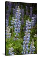 USA, Colorado, Gunnison National Forest. Lupine flowers in San Juan Mountains.-Jaynes Gallery-Stretched Canvas