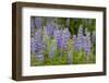 USA, Colorado, Gunnison National Forest. Lupine flowers in San Juan Mountains.-Jaynes Gallery-Framed Photographic Print