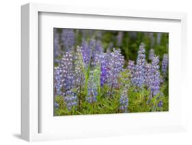 USA, Colorado, Gunnison National Forest. Lupine flowers in San Juan Mountains.-Jaynes Gallery-Framed Photographic Print