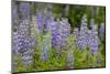 USA, Colorado, Gunnison National Forest. Lupine flowers in San Juan Mountains.-Jaynes Gallery-Mounted Photographic Print