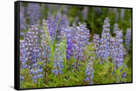 USA, Colorado, Gunnison National Forest. Lupine flowers in San Juan Mountains.-Jaynes Gallery-Framed Stretched Canvas