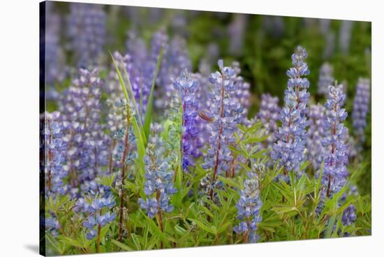 USA, Colorado, Gunnison National Forest. Lupine flowers in San Juan Mountains.-Jaynes Gallery-Stretched Canvas