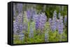 USA, Colorado, Gunnison National Forest. Lupine flowers in San Juan Mountains.-Jaynes Gallery-Framed Stretched Canvas