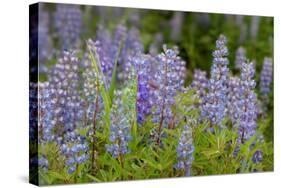 USA, Colorado, Gunnison National Forest. Lupine flowers in San Juan Mountains.-Jaynes Gallery-Stretched Canvas