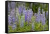 USA, Colorado, Gunnison National Forest. Lupine flowers in San Juan Mountains.-Jaynes Gallery-Framed Stretched Canvas