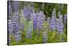 USA, Colorado, Gunnison National Forest. Lupine flowers in San Juan Mountains.-Jaynes Gallery-Stretched Canvas