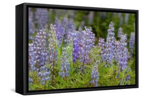 USA, Colorado, Gunnison National Forest. Lupine flowers in San Juan Mountains.-Jaynes Gallery-Framed Stretched Canvas