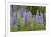 USA, Colorado, Gunnison National Forest. Lupine flowers in San Juan Mountains.-Jaynes Gallery-Framed Photographic Print