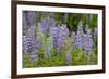 USA, Colorado, Gunnison National Forest. Lupine flowers in San Juan Mountains.-Jaynes Gallery-Framed Photographic Print