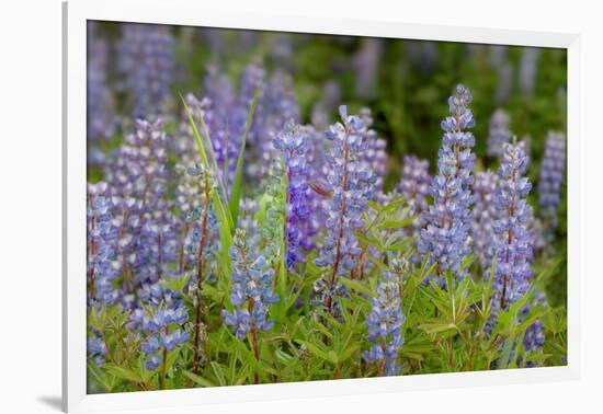 USA, Colorado, Gunnison National Forest. Lupine flowers in San Juan Mountains.-Jaynes Gallery-Framed Photographic Print