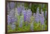 USA, Colorado, Gunnison National Forest. Lupine flowers in San Juan Mountains.-Jaynes Gallery-Framed Photographic Print