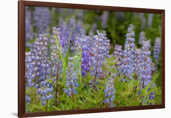 USA, Colorado, Gunnison National Forest. Lupine flowers in San Juan Mountains.-Jaynes Gallery-Framed Photographic Print