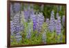 USA, Colorado, Gunnison National Forest. Lupine flowers in San Juan Mountains.-Jaynes Gallery-Framed Photographic Print