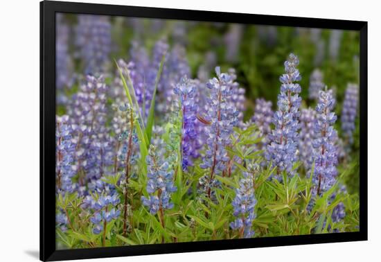 USA, Colorado, Gunnison National Forest. Lupine flowers in San Juan Mountains.-Jaynes Gallery-Framed Photographic Print