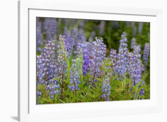 USA, Colorado, Gunnison National Forest. Lupine flowers in San Juan Mountains.-Jaynes Gallery-Framed Photographic Print