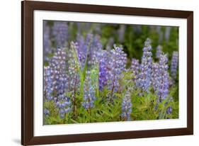 USA, Colorado, Gunnison National Forest. Lupine flowers in San Juan Mountains.-Jaynes Gallery-Framed Photographic Print