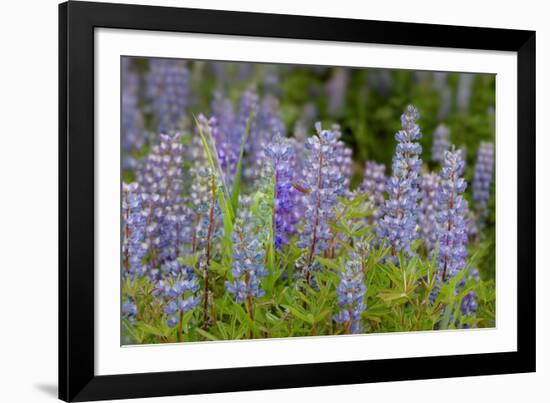 USA, Colorado, Gunnison National Forest. Lupine flowers in San Juan Mountains.-Jaynes Gallery-Framed Photographic Print