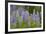 USA, Colorado, Gunnison National Forest. Lupine flowers in San Juan Mountains.-Jaynes Gallery-Framed Photographic Print