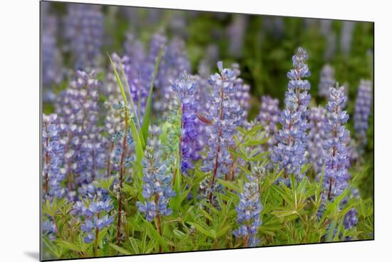 USA, Colorado, Gunnison National Forest. Lupine flowers in San Juan Mountains.-Jaynes Gallery-Mounted Photographic Print