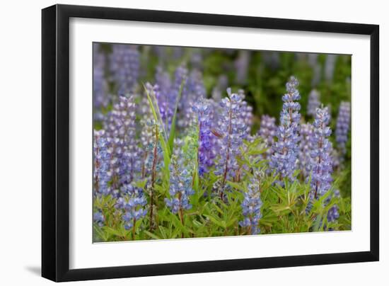 USA, Colorado, Gunnison National Forest. Lupine flowers in San Juan Mountains.-Jaynes Gallery-Framed Photographic Print