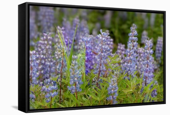 USA, Colorado, Gunnison National Forest. Lupine flowers in San Juan Mountains.-Jaynes Gallery-Framed Stretched Canvas