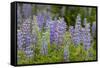 USA, Colorado, Gunnison National Forest. Lupine flowers in San Juan Mountains.-Jaynes Gallery-Framed Stretched Canvas