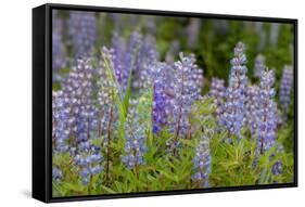 USA, Colorado, Gunnison National Forest. Lupine flowers in San Juan Mountains.-Jaynes Gallery-Framed Stretched Canvas