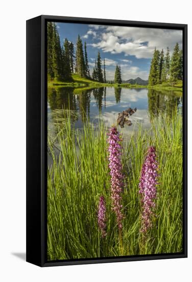 USA, Colorado, Gunnison National Forest. Paradise Divide and Pond Reflection-Jaynes Gallery-Framed Stretched Canvas