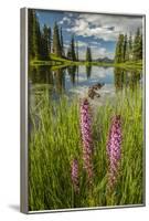 USA, Colorado, Gunnison National Forest. Paradise Divide and Pond Reflection-Jaynes Gallery-Framed Photographic Print