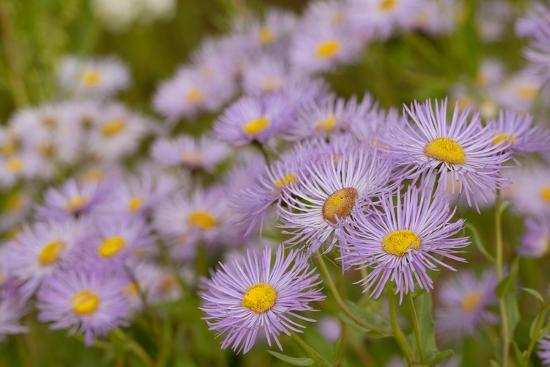 #39 USA Colorado Gunnison National Forest Showy daisy flowers close up #39 USA Colorado Gunnison National Forest Showy daisy flowers close up