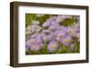 USA, Colorado, Gunnison National Forest. Showy daisy flowers close-up.-Jaynes Gallery-Framed Photographic Print