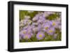 USA, Colorado, Gunnison National Forest. Showy daisy flowers close-up.-Jaynes Gallery-Framed Photographic Print