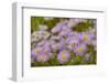 USA, Colorado, Gunnison National Forest. Showy daisy flowers close-up.-Jaynes Gallery-Framed Photographic Print