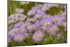 USA, Colorado, Gunnison National Forest. Showy daisy flowers close-up.-Jaynes Gallery-Mounted Photographic Print