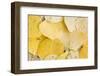 Usa, Colorado, Gunnison National Forest, Water Drops on Aspen Leaves-Rob Tilley-Framed Photographic Print