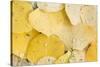Usa, Colorado, Gunnison National Forest, Water Drops on Aspen Leaves-Rob Tilley-Stretched Canvas