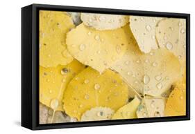 Usa, Colorado, Gunnison National Forest, Water Drops on Aspen Leaves-Rob Tilley-Framed Stretched Canvas