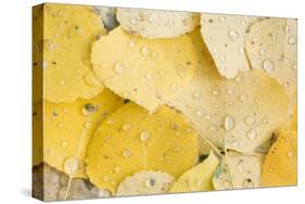 Usa, Colorado, Gunnison National Forest, Water Drops on Aspen Leaves-Rob Tilley-Stretched Canvas