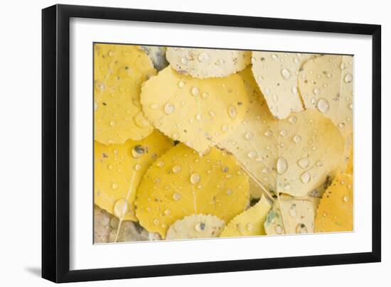 Usa, Colorado, Gunnison National Forest, Water Drops on Aspen Leaves-Rob Tilley-Framed Photographic Print