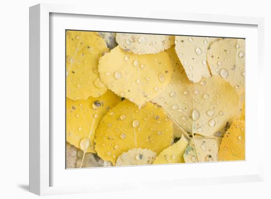 Usa, Colorado, Gunnison National Forest, Water Drops on Aspen Leaves-Rob Tilley-Framed Photographic Print