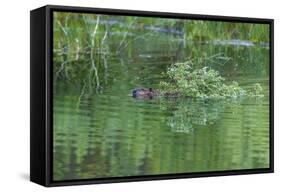 USA, Colorado, Gunnison National Forest. Wild Beaver Bringing Willows Back to Lodge-Jaynes Gallery-Framed Stretched Canvas